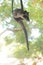 Asian palm civet hanging on the rope