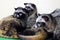 Asian Palm Civets resting in the zoo