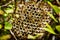 Asian Paper Wasp Nest