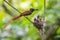 Asian Paradise Flycatcher bird feeding the babies.