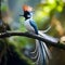Asian paradise flycatcher bird in Sri Lanka  Made With Generative AI illustration