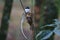 Asian paradise flycatcher Male white morph Birds nest