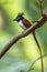 Asian paradise flycatcher in Minneriya national park, Sri Lanka