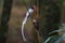 Asian paradise flycatcher Terpsiphone paradisi Male white morph
