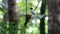 Asian paradise flycatcher Terpsiphone paradisi Male White morph and Baby Birds in the nest