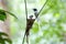 Asian paradise flycatcher Terpsiphone paradisi white morph Nest Baby