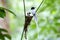 Asian paradise flycatcher Terpsiphone paradisi white morph Nest Baby