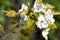 Asian pear flower