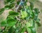 Asian pear fruit bearing on tree branch near wrap around plastic tree tags plant labels