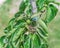 Asian pear fruit bearing on tree branch near wrap around plastic tree tags plant labels