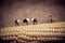 Asian peasants harvesting corn. Color tone tuned