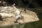 Asian  pelicans  relaxing nearby  the lake, india