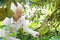 Asian people and durian tree.