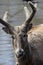 Asian Pere David\'s Deer