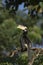 Asian Pied Hornbill seen at Ganeshgudi,Dandeli,Karnataka,India