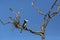 Asian Pied Hornbill seen at Ganeshgudi,Dandeli,Karnataka,India