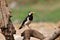 Asian Pied Myna (bird)