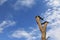 Asian Pied myna starling birds (Gracupica contra) perching on dr