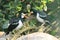 Asian pied starling