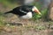 Asian pied starling