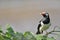 Asian Pied Starling