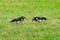 Asian Pied Starling finding grown worm on a lawn