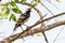 Asian Pied Starling perching on Sonneratia caseolaris  perch