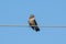Asian Pied Starling Pied Myna resting on electric wire