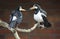 Asian Pied Starlings