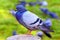 Asian pigeon or dove