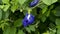 Asian pigeonwings or butterfly pea flower purplish blue color.