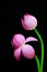 Asian pink lotus flower buds against black background