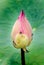 Asian Pink Lotus Flowers in the Pond on green background