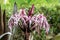 Asian Poison Bulb flower crinum asiaticum. Pink and white petals; raindrops from recent rain.