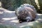 Asian porcupine Hystrix brachyura, Indonesia