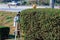 Asian professional gardener trimming plants using pro scissors and ladder. A Tree Surgeon or Arborist using scissors up tree