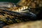 Asian python specie Python molurus close view