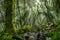 Asian rain forest