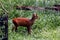 Asian Red Deer in the meadow