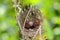 asian Red-vented bulbul chicks