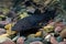 Asian redtail catfish fish