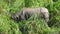 Asian rhino eating green Grass. Chitwan National Park, Nepal.