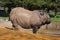 Asian rhino looking sideways