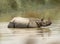 Asian rhino one horned crossing a river in Bardiya National Park in Nepal