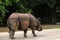 Asian rhino walking