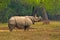 Asian rhinoceros