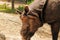 Asian rhinoceros eating