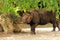 Asian rhinoceros walking in shade