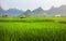 Asian rice field with karst rocks in Guangxi China