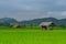 Asian rice fields and farmer hut in rainy season, cultivation in the Thailand country